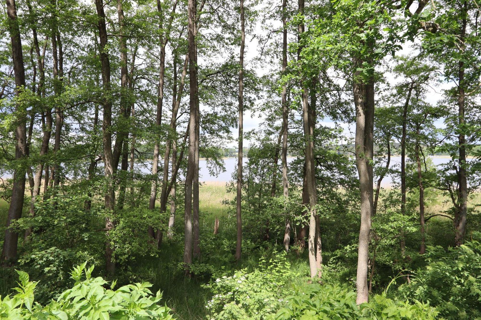 Ferienwohnung Amsel Rheinsberg Esterno foto
